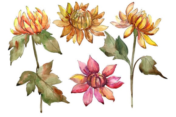 A Mix of Flowers from Daisies and Asters Watercolor: Versatile Digital Assets for Creative Projects