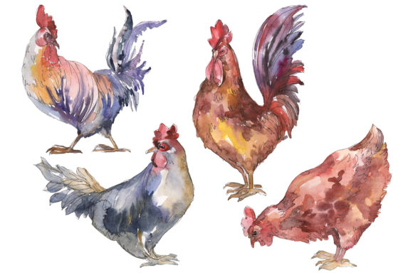 Agriculture Cock & Hen Watercolor: Creative Design Ideas