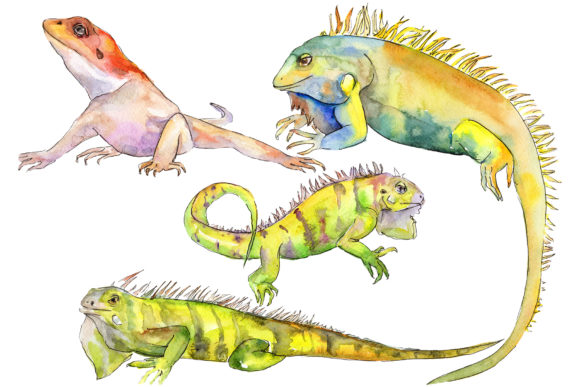 Animal Iguaana Watercolor: A Practical Review of the Hand-Painted Clipart Pack