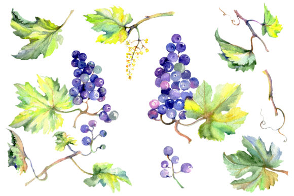 The Art of Grapes Watercolor: Unlock Endless Creative Possibilities with Hand-Painted Clipart