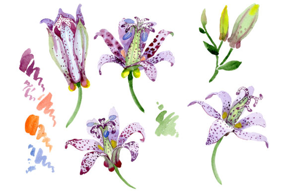The Artistic Versatility of Lily Toad Watercolor PNG Clipart for Modern Design Workflows